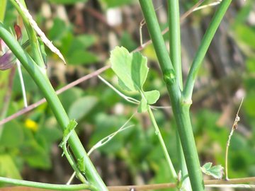 Una crucifera gialla - Sinapis sp.